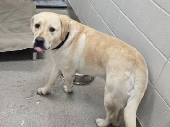Labrador Retriever and Mixed Breed Dogs Available for Adoption in Omaha, Nebraska - DICE | PetCurious