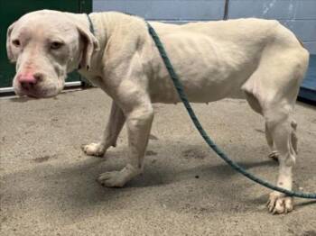 Pit Bull Terrier Dogs Available for Adoption - *BUG | PetCurious