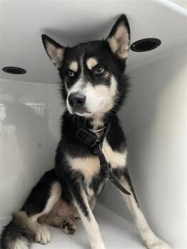 Rescue Husky and Mixed Breed Dogs for Adoption in Houston, Texas - SIR KANE | PetCurious