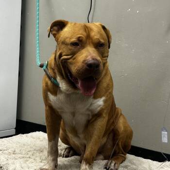 King Vargas -  American Staffordshire Terrier Dog for Adoption in St. Louis, Missouri - King Vargas | PetCurious