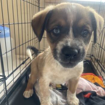Rescue Mixed Breed Dogs for Adoption in Moab, Utah - Froyo | PetCurious