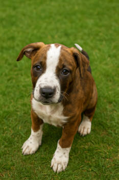 Rescue Hound and Terrier Dogs for Adoption in Carrollton, Virginia - Khaos | PetCurious