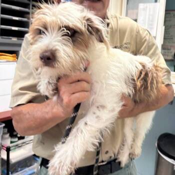 McGhee - At shelter available 7/26 -  Poodle and Shih Tzu Dog for Adoption in Rustburg, Virginia - McGhee - At Shelter Available 7/26 | PetCurious