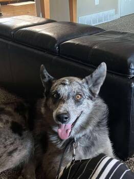 Rescue Australian Shepherd and Australian Cattle Dog Blue Heeler Dogs for Adoption in Midway, Utah - Ozzy | PetCurious