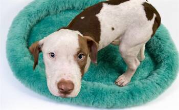 CAMPBELL -  American Staffordshire Terrier Dog for Adoption in Fort Lauderdale, Florida - CAMPBELL | PetCurious