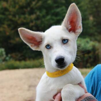 CT Penne -  Shepherd and Husky Dog for Adoption in Stormville, New York - CT Penne | PetCurious