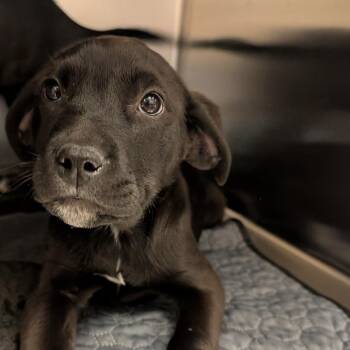 Golden Retriever and Border Collie Dogs Available for Adoption - Demeter | PetCurious