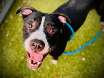 MOJO -  Pit Bull Terrier and Mixed Breed Dog for Adoption in Orlando, Florida - MOJO | PetCurious