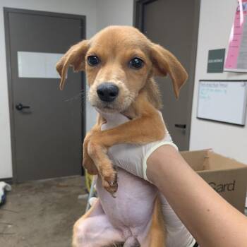Bubbles -  Retriever and Mixed Breed Dog for Adoption in Cleveland, Mississippi - Bubbles | PetCurious