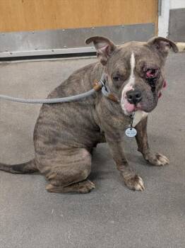 Pit Bull Terrier Dogs Available for Adoption - CINDER | PetCurious