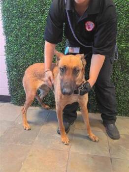 61139149 -  Mixed Breed Dog for Adoption in El Paso, Texas - 61139149 | PetCurious