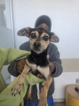 Rescue Chihuahua and Mixed Breed Dogs for Adoption in Fort Worth, Texas - 59810997 | PetCurious