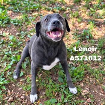 LENOIR -  Pit Bull Terrier and Mixed Breed Dog for Adoption - LENOIR | PetCurious