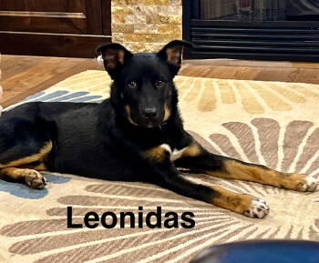 Rescue German Shepherd Dog Dogs for Adoption in Topeka, Kansas - Leonidas | PetCurious