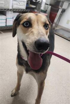 Rescue Labrador Retriever and Husky Dogs for Adoption in Thousand Oaks, California - Pepper -- URGENT! | PetCurious