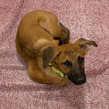 Jerboa -  German Shepherd Dog and Anatolian Shepherd Dog for Adoption in Austin, Texas - Jerboa | PetCurious