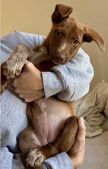 Rescue Cattle Dog Dogs for Adoption in Lindenhurst, New York - Spice | PetCurious