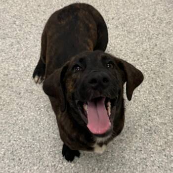 Dudley -  Hound and Labrador Retriever Dog for Adoption in Enfield, New Hampshire - Dudley | PetCurious