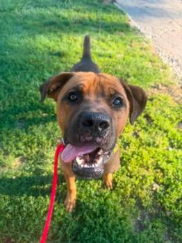 Oswald -  Boxer and Mastiff Dog for Adoption in Cleveland, Ohio - Oswald | PetCurious