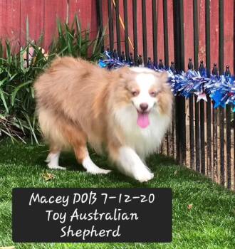 Macey -  Australian Shepherd Dog for Adoption in York, South Carolina - Macey | PetCurious