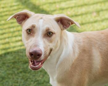 Shiloh -  Labrador Retriever and Whippet Dog for Adoption in Mont Belvieu, Texas - Shiloh | PetCurious