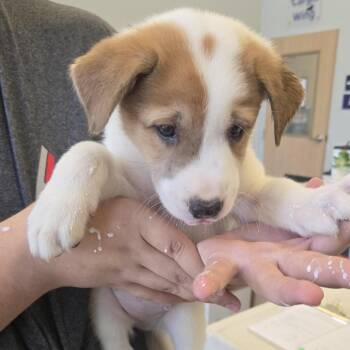 John -  Shepherd and Mixed Breed Dog for Adoption in Marshall, Texas - John | PetCurious