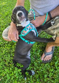 Ballerina -  American Staffordshire Terrier and Pit Bull Terrier Dog for Adoption in Pompano Beach, Florida - Ballerina | PetCurious