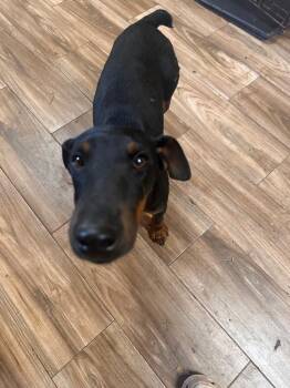 Ringo -  Miniature Pinscher Dog for Adoption in Lawrenceburg, Tennessee - Ringo | PetCurious