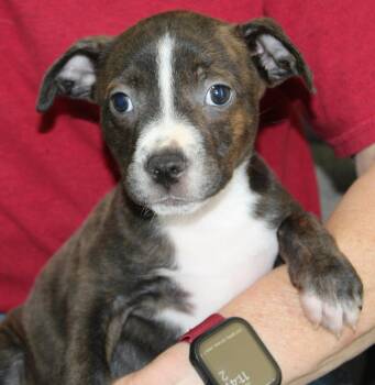 Hammy 43876 -  Pit Bull Terrier Dog for Adoption in Prattville, Alabama - Hammy 43876 | PetCurious