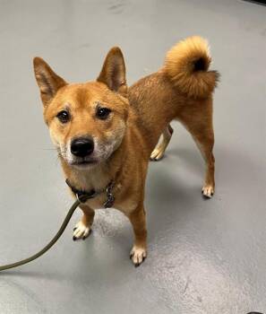 Melvin -  Shiba Inu Dog for Adoption in Phoenix, Oregon - Melvin | PetCurious