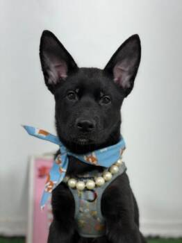 Maya-One of our Amazing Rescue Dogs -  Australian Kelpie and Black Labrador Retriever Dog for Adoption in Carlsbad, California - Maya-One Of Our Amazing Rescue Dogs | PetCurious