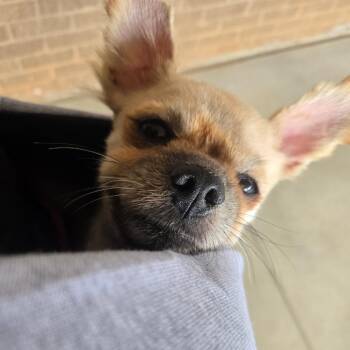 Carmelo -  Pomeranian Dog for Adoption in Austell, Georgia - Carmelo | PetCurious
