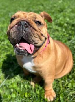 Penny -  English Bulldog Dog for Adoption in Brunswick, Ohio - Penny | PetCurious