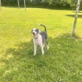 Henry -  Sheepadoodle Dog for Adoption in South Charleston, Ohio - Henry | PetCurious