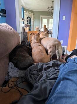Ted -  Chihuahua Dog for Adoption in West Peoria, Illinois - Ted | PetCurious