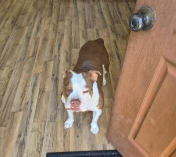 American Bully Dogs Available for Adoption - Pen 110 Josie | PetCurious