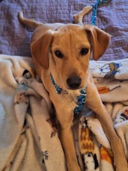 Rescue Chihuahua Dogs for Adoption in Colorado Springs, Colorado - Ted | PetCurious