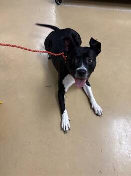 Pit Bull Terrier and Mixed Breed Dogs Available for Adoption in Minneapolis, Minnesota - NIAGARA | PetCurious