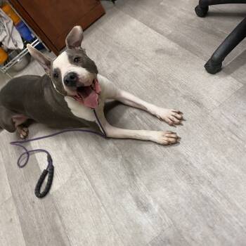 Rescue Pit Bull Terrier Dogs for Adoption in Waldorf, Maryland - Prince Peety | PetCurious