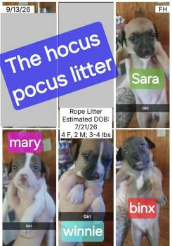 Winnie -  Chihuahua Dog for Adoption in West Peoria, Illinois - Winnie | PetCurious