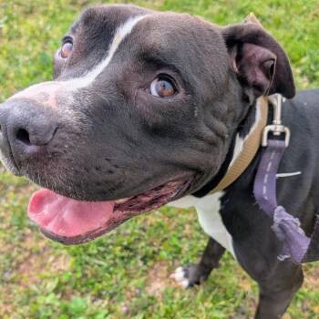 Pit Bull Terrier Dogs Available for Adoption in West Plains, Missouri - Jack | PetCurious