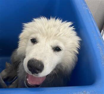 JULES -  Mixed Breed Dog for Adoption in Dallas, Texas - JULES | PetCurious
