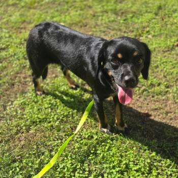 Marnie -  Mixed Breed Dog for Adoption in Pauls Valley, Oklahoma - Marnie | PetCurious