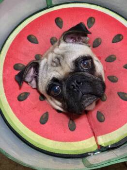 Rescue Pug Dogs for Adoption in Selma, California - Percy | PetCurious