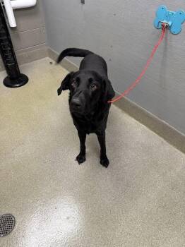 Labrador Retriever Dogs Available for Adoption in Las Vegas, Nevada - BOSA | PetCurious