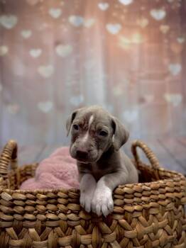 Duke -  Pit Bull Terrier Dog for Adoption in Ventura, California - Duke | PetCurious