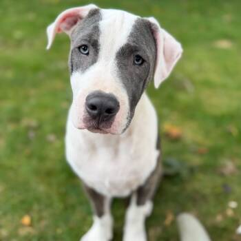 NAPOLEON -  Pit Bull Terrier Dog for Adoption in Cranston, Rhode Island - NAPOLEON | PetCurious