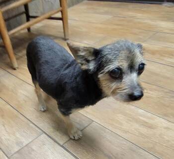 Macie -  Yorkshire Terrier Dog for Adoption in Van Alstyne, Texas - Macie | PetCurious
