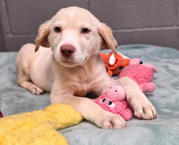 Eira -  Border Collie Dog for Adoption in Gainesville, Texas - Eira | PetCurious