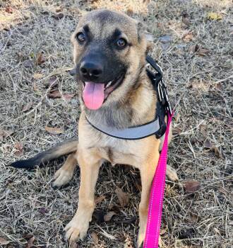 Rescue Labrador Retriever Dogs for Adoption in San Antonio, Texas - Brady | PetCurious